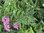 Achillea millefolium 'Cerise Queen' - 1 x 1 litre potted plants