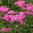 Achillea millefolium 'Cerise Queen' - 1 x 1 litre potted plants