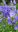 Campanula Persicifolia Blue - 1 x 6cm plug plants