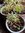 Cerastium Tomentosum (Snow in Summer) -1x 9cm potted plant