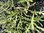 Chrysanthemum Merry Mixed - 1 x 4cm plug plants