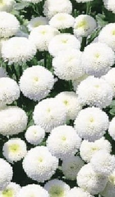 Chrysanthemum  Snowball - 1 x 4cm plug plants