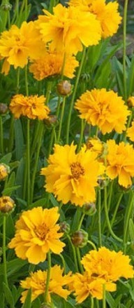 Coreopsis Early Sunrise - 1 x 9cm potted plants