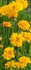Coreopsis Early Sunrise - 1 x 9cm potted plants