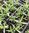 Dianthus Grenadin -  3 x 4cm plug plants