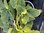 (Digitalis (Foxglove) Alba - 1 x 9cm potted plant