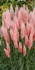 Pampas Grass (Cortaderia Pink Feather) -1 x 6cm plug plants
