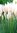 Pampas Grass (Cortaderia White Feather) - 1 x 6cm plug plants