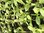Gypsophila Elegans Babys Breath White plug plants- 12 x 4cm for £4.99