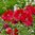 Hollyhock alcea rosea (Red) - 3 x 4cm plug plants