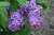 Syringa Vulgaris Purple (Lilac) - 1 x 9cm potted plants