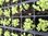Lobelia Trailing Colour Cascade Mixed - 6 x 4cm plug plants