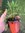 Lupin Governor - 1 x 9cm potted plants