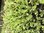 Mesembryanthemum Harlequin Mix (Aster) - 12 x 4cm plug plants