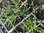 Cloud Grass (Agrostis Nebulosa) - 1 x 4cm plug plants