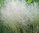 Cloud Grass (Agrostis Nebulosa) - 1 x 4cm plug plants