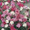 Dianthus plumarius Spring Beauty -1 x 1 litre potted plant