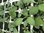 Rudbeckia Rustic Dwarf Mixed  - 1 x 4cm plug plants