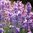 Lavender Lullingstone Castle - 1 x 9cm potted plant