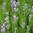 Lavender Jean Davis - 1 x 9cm potted plant
