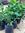 Cherry Laurel (Prunus laurocerasus) - 1 x 5 litre potted plant