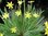 Sysyrinchium californicum - 1 x 1 litre potted plant