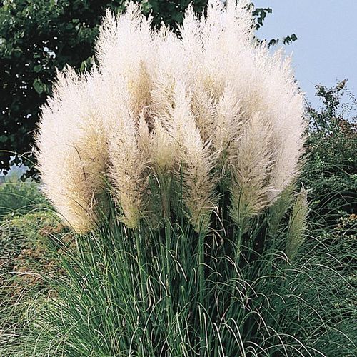 Pampas Grass (Cortaderia White Feather) -  1 x 1 litre potted plant