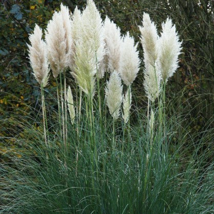 Pampas Grass (Cortaderia White Feather) -  1 x 9cm potted plant