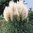 Pampas Grass (Cortaderia White Feather) -  1 x 9cm potted plant