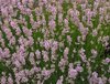 Lavender Hidcote Pink - 1 x 6cm plug plants