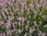 Lavender Hidcote Pink - 1 x 6cm plug plants