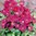 Aubrieta Royal Red - 1 x 9cm potted plant