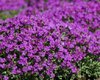 Aubrieta Purple Cascade - 1 x 9cm potted plant