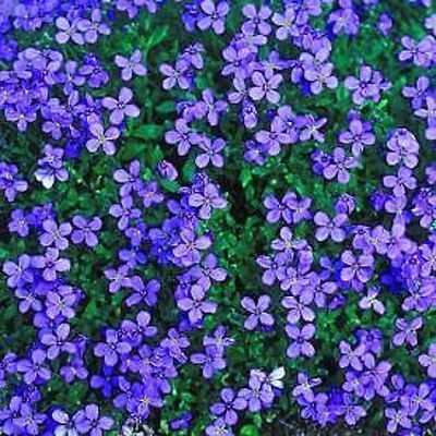 Aubrieta Royal Violet - 1 x 9cm potted plants
