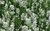 Lavender nana Alba - 1 x 6cm plug plants