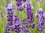Lavender Lodden Blue - 1 x 6cm plug plants