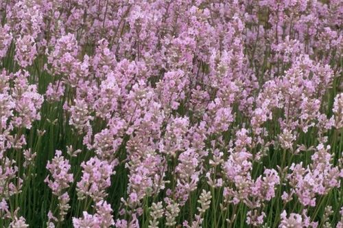 Lavender Lodden Pink - 1 x 6cm plug plants