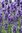 Lavender Twickle Purple - 1 x 6cm plug plants