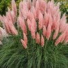 Cortaderia Pink Feather (Pampas) - 1 x 9cm potted plant