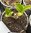 Hydrangea Ayesha - 1 x 9cm potted plant