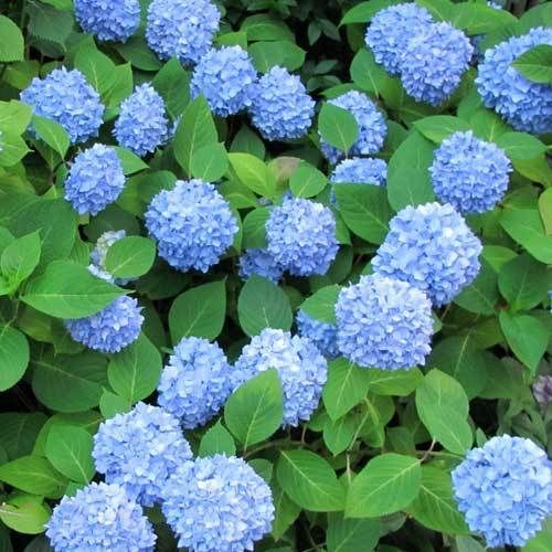 Hydrangea Nikko Blue - 1 x 6cm plug plants