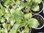 Hydrangea Sibilla - 1 x 9cm potted plant