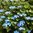 Hydrangea Blaumeise - 1 x 6cm plug plants NOW AVAILABLE