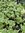 Pelargonium Scentred Fragrans Variegatum - 1 x 6cm plug plants