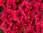 Calibrachoa Superbells Unique Red - 6 x 6cm plug plants