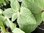 Verbascum Caribbean Crush - 1 x 1 litre potted plant