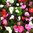 Begonia Semplerflorens Mixed 6 x 4cm plug plants COMING SOON
