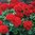 Geranium F1 Red  6 x 4cm plug plants