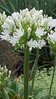 Agapanthus Africanus White - 1 x 6cm plug plants
