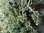Lavender Munstead - 1 x 6cm plug plant
